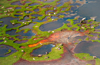 Lounging caribou, Baldwin Peninsula near the Kobuk River delta